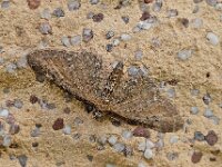 Eupithecia vulgata