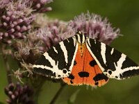 Euplagia quadripunctaria 17, Spaanse vlag, Saxifraga-Jan van der Straaten