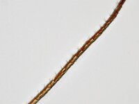 Euplagia quadripunctaria 26, Spaanse vlag, Saxifraga-Ab H Baas