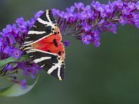 Euplagia quadripunctaria 49, Spaanse vlag, Saxifraga-Jan Nijendijk