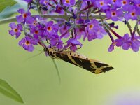 Euplagia quadripunctaria 51, Spaanse vlag, Saxifraga-Jan Nijendijk
