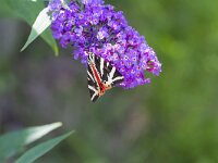 Euplagia quadripunctaria 52, Spaanse vlag, Saxifraga-Jan Nijendijk