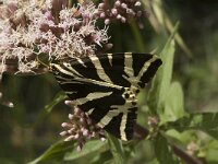 Euplagia quadripunctaria 7, Spaanse vlag, male, Saxifraga-Jan van der Straaten