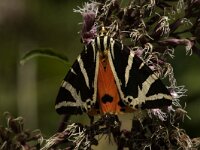 Euplagia quadripunctaria 9, Spaanse vlag, Saxifraga-Jan van der Straaten