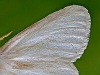 Euproctis chrysorrhoea 10, Bastaardsatijnvlinder, Saxifraga-Ab H Baas