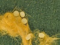 Euproctis similis 13, Donsvlinder, Saxifraga-Zoran-Bozovic