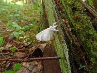 Euproctis similis 14, Donsvlinder, Saxifraga-Hans Grotenhuis