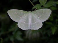 Geometra papilionaria 3, Zomervlinder, Saxifraga-Peter Meininger