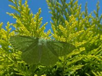 Geometra papilionaria 6, Zomervlinder, Saxifraga-Ab H Baas