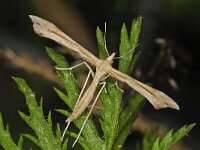 Gillmeria pallidactyla #48369 : Gillmeria pallidactyla, lichte zandvedermot