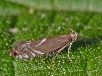 Glyphipterix simpliciella 2, Kleine parelmot, Saxifraga-Ab H Baas