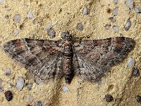 Gymnoscelis rufifasciata 10, Zwartkamdwergspanner, Saxifraga-Ab H Baas