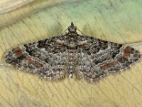 Gymnoscelis rufifasciata 11, Zwartkamdwergspanner, Saxifraga-Ab H Baas