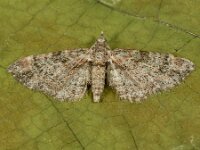 Gymnoscelis rufifasciata 13, Zwartkamdwergspanner, Saxifraga-Ab H Baas