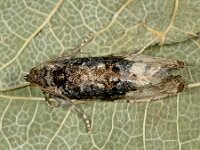 Hedya nubiferana 8, Gewone witvlakbladroller, Saxifraga-Ab H Baas