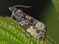 Hedya pruniana 2, Saxifraga-Ab H Baas