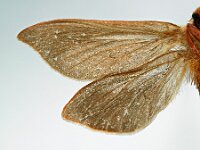 Hepialus humuli 5, Hopwortelboorder, Saxifraga-Ab H Baas