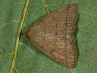 Herminia tarsipennalis