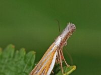 Holoscolia huebneri 1, Saxifraga-Zoran-Bozovic