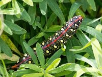 Hyles euphorbiae 18, Wolfsmelkpijlstaart, Saxifraga-Bart Vastenhouw