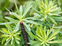 Hyles euphorbiae 20, Wolfsmelkpijlstaart, Saxifraga-Bart Vastenhouw