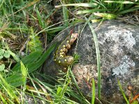Hyles euphorbiae 24, Wolfsmelkpijlstaart, Saxifraga-Hans Grotenhuis