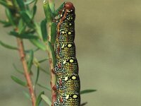 Hyles euphorbiae 4, Wolfsmelkpijlstaart, Saxifraga-Frits Bink