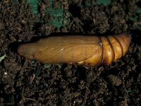 Hyles lineata 2, Vlinderstichting-Nely Honig