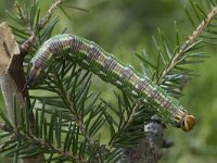 Hyloicus pinastri 2, Dennenpijlstaart, Saxifraga-Willem van Kruijsbergen