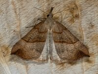 Hypena proboscidalis 4, Bruine snuituil, Saxifraga-Ab H Baas