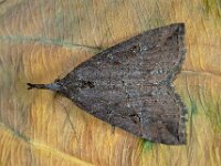 Hypena rostralis 2, hopsnuituil, Saxifraga-Ab H Baas