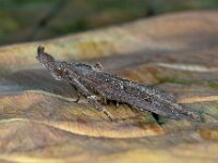 Hypena rostralis 3, hopsnuituil, Saxifraga-Ab H Baas