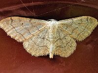 Idaea aversata 5, Grijze stipspanner, Saxifraga-Ab H Baas