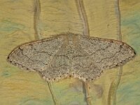 Idaea aversata 7, Grijze stipspanner, Saxifraga-Ab H Baas