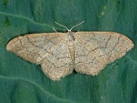 Idaea aversata 9, Grijze stipspanner, Saxifraga-Ab H Baas