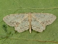 Idaea dimidiata 2, Vlekstipspanner, Saxifraga-Ab H Baas