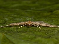 Idaea fuscovenosa