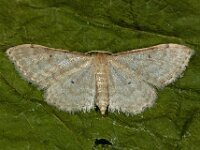 Idaea fuscovenosa 2, Dwergstipspanner, Saxifraga-Ab H Baas