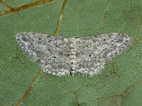 Idaea seriata 5, Paardenbloemspanner, Saxifraga-Ab H Baas