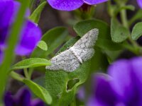 Moth small dusty wave (Idaea seriata) resting on leaf of Violet  Moth small dusty wave (Idaea seriata) resting on leaf of Violet : moth, small dusty wave, Idaea seriata, insect, bug, animal, single animal, wild, invertebrate, wildlife, zoology, biology, nature, natural, summer, summertime, no people, nobody, outside, outdoor, outdoors, imago, grey, gray, pattern., beauty, beauty in nature, rest, resting