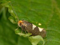 Incurvaria masculella 5, Gewone witvlekmot, Saxifraga-Ab H Baas