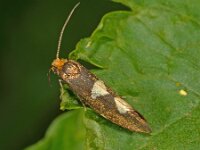Incurvaria masculella 6, Gewone witvlekmot, Saxifraga-Ab H Baas