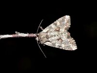 Lacanobia thalassina 6, W-uil, Saxifraga-Peter Gergely