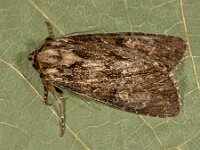 Lacanobia thalassina 7, W-uil, Saxifraga-Ab H Baas