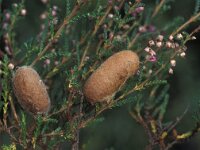 Lasiocampa trifolii 5, Kleine hageheld, Vlinderstichting-Nely Honig
