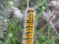 Lasiocampa trifolii 6, Kleine hageheld, Saxifraga-Rutger Barendse