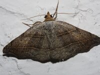 Laspeyria flexula 2, Bruine sikkeluil, Saxifraga-Rutger Barendse