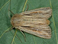 Leucania comma 2, Komma-uil, Saxifraga-Ab H Baas
