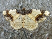 Ligdia adustata