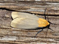 Lithosia quadra 2, Viervlakvlinder, Saxifraga-Peter Gergely